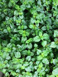 High angle view of plants