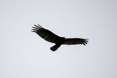 Low angle view of bird flying in sky