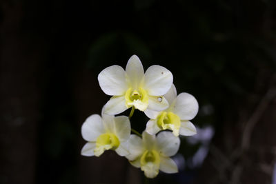 Close-up of white flower