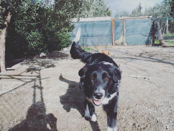 Portrait of dog