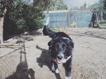 Close-up portrait of border collie on sunny day