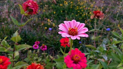 Close-up of pink flowers growing in garden