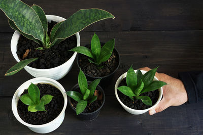 High angle view of leaves in potted plant