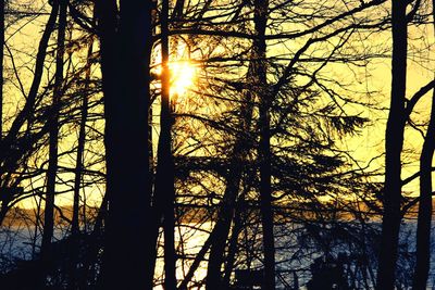 Silhouette of trees at sunset