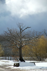 Bare tree against sky during winter