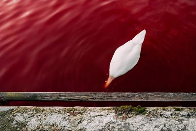 Swan swimming on water with red algae