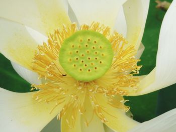 Close-up of yellow flower