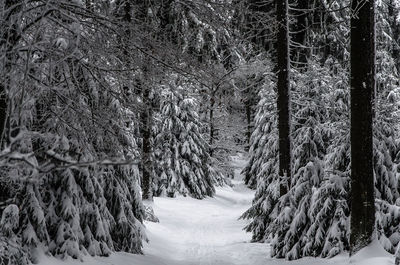 Trees in snow covered forest