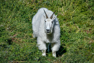 Mountain goat on mount timpanogos