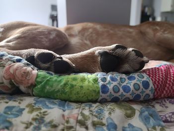 Close-up of dog resting on bed at home