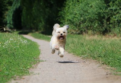 Dog running in a field