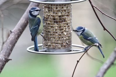 Blue tits perching on birdfeeder in yard