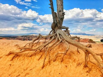 View of tree trunk in desert against sky