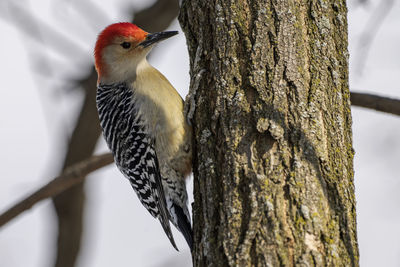 woodpecker
