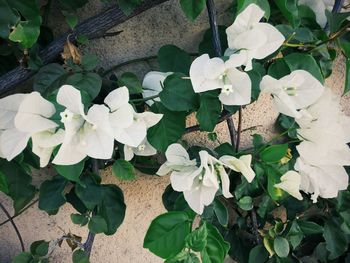 Close-up of white flowers