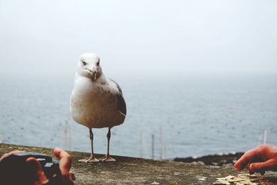 Close-up of seagull perching on retaining wall