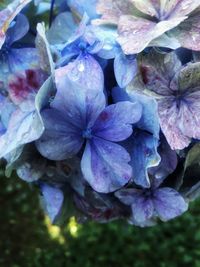 Close-up of wet purple flowers