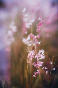 Close-up of pink flowering plant on field