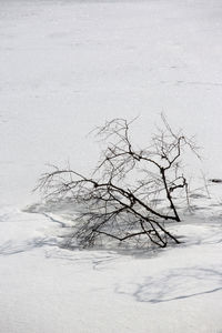 Bare tree on snow covered land