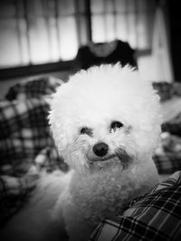 Close-up of dog looking at camera