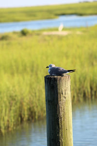 Bird perching on wooden post