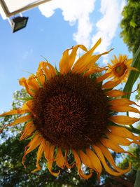 Close-up of sunflower blooming against sky