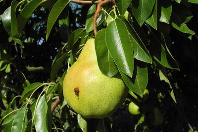 Close-up of fruit growing on tree