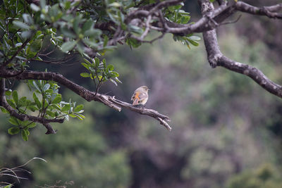 Bird perching on branch