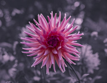 Close-up of pink flower