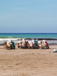 Camels on the beach