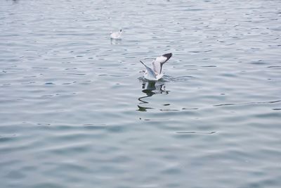 Birds flying over lake