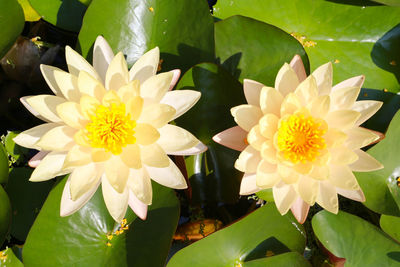 Close-up of white daisy flowers