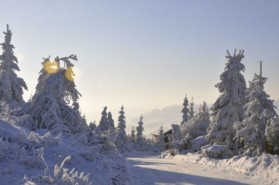 Snow covered plants against sky