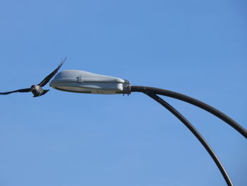 Low angle view of bird flying against blue sky