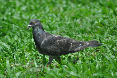 Close-up of sparrow perching on grass