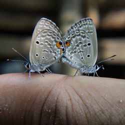 Close-up of butterfly on hand