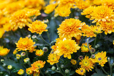 Close-up of yellow flowering plants