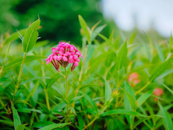 Close-up of pink flowering plant on field