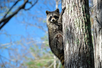 Portrait of squirrel on tree trunk