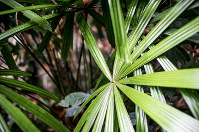 High angle view of fresh green leaves