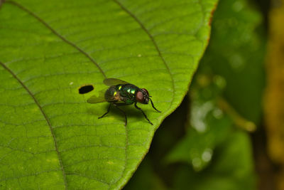 Close-up of fly on leaf
