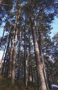 Low angle view of trees in forest