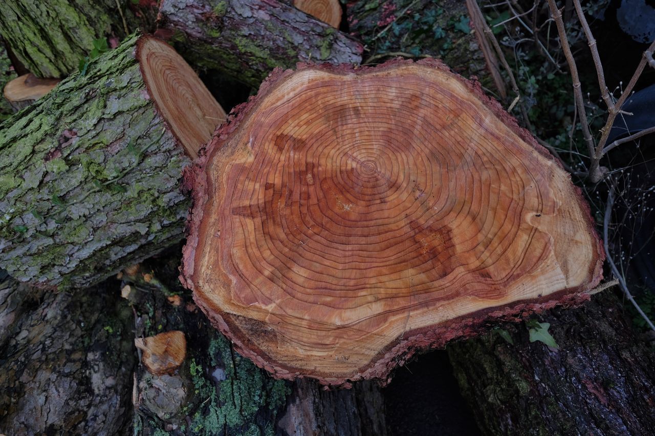 CLOSE-UP OF TREE TRUNKS