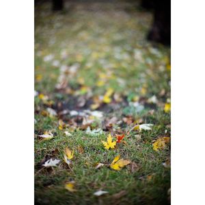Grass growing on field