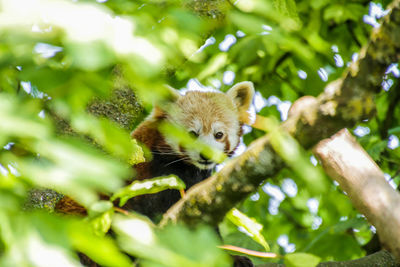 Low angle view of squirrel on tree