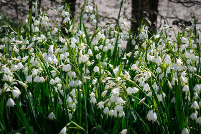 Plants growing on field