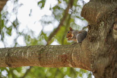 Low angle view of squirrel on tree