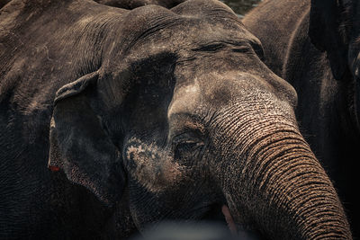 Close-up of elephant