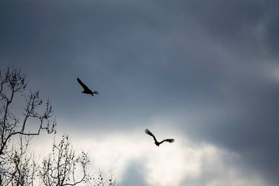 Low angle view of birds flying in sky