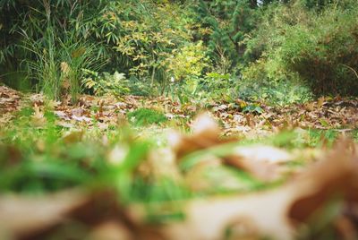 Plants growing in forest